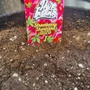 Strawberry shortcake Auto