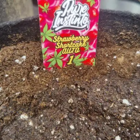 Strawberry shortcake Auto