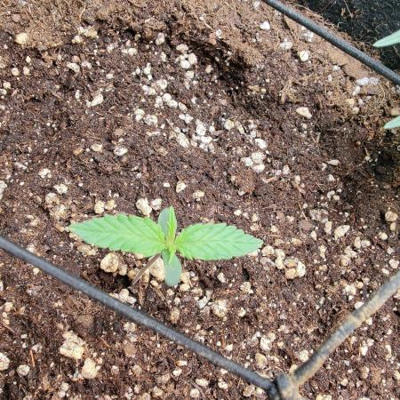 Strawberry shortcake Auto