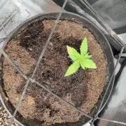 Green goblin