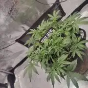 CCG SS Project