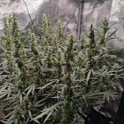 Kitsune kush Auto