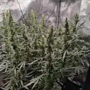 Kitsune kush Auto