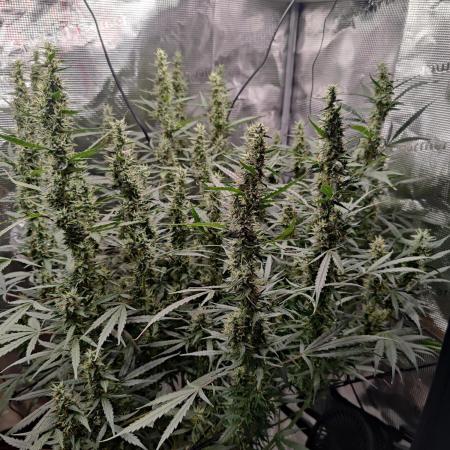 Kitsune kush Auto