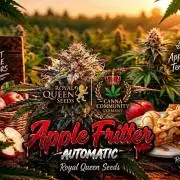 Apple fritter Auto.