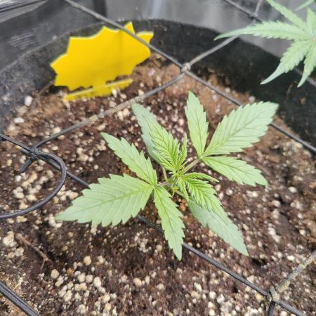 Strawberry shortcake Auto
