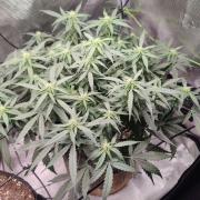 CCG SS Project