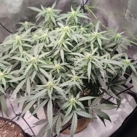 CCG SS Project