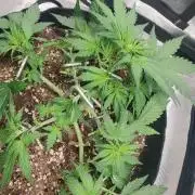 Apple fritter Auto.
