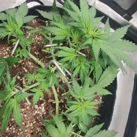 Apple fritter Auto.