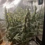Kitsune kush Auto