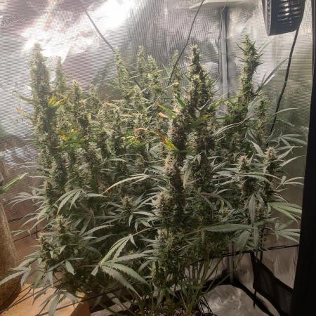 Kitsune kush Auto