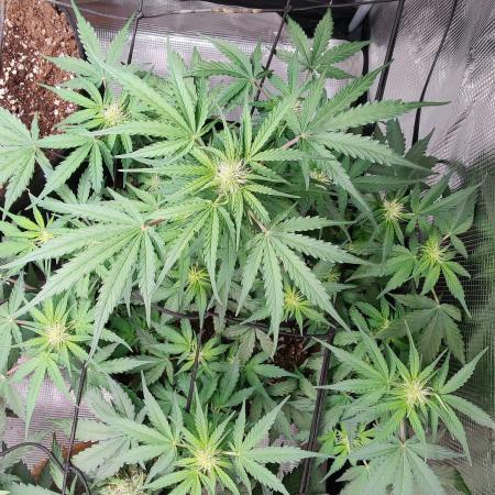 Apple fritter Auto.