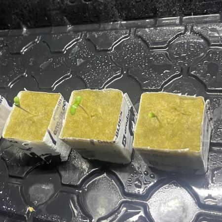Umami Seed Co No Assist