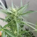 Let's try to grow