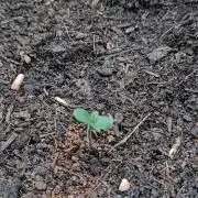 Another try Outdoor 2026