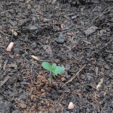 Another try Outdoor 2026