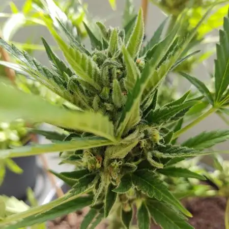 Let's try to grow