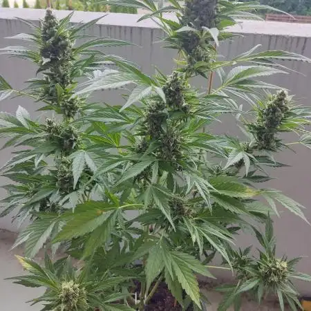 Let's try to grow