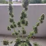 Let's try to grow