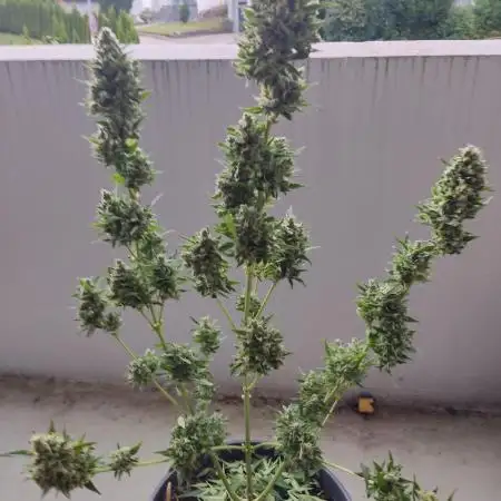 Let's try to grow