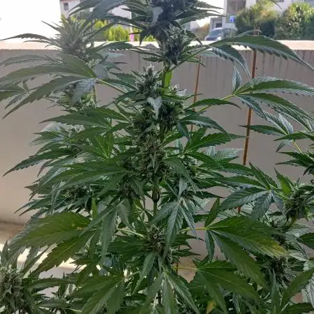 Let's try to grow