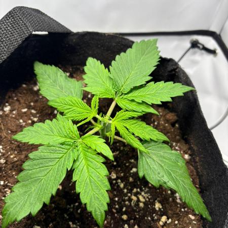 Super Boof Auto