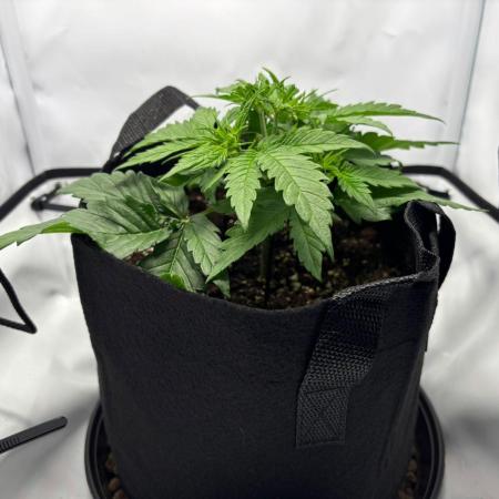 Super Boof Auto