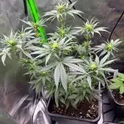 Cookies Big Z & Power Plant Run