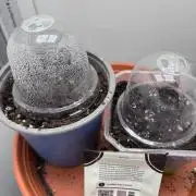 Micro Grow Experiment
