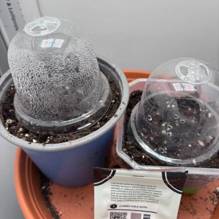 Micro Grow Experiment