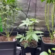Experiment Sweet Seeds Green Poison