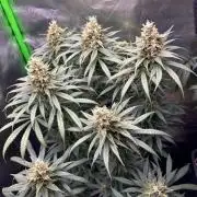 Cookies Big Z & Power Plant Run