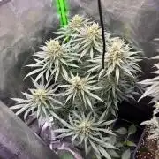 Cookies Big Z & Power Plant Run