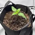 Super Boof Auto