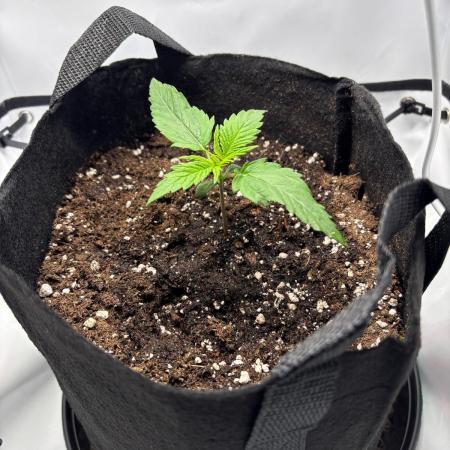 Super Boof Auto