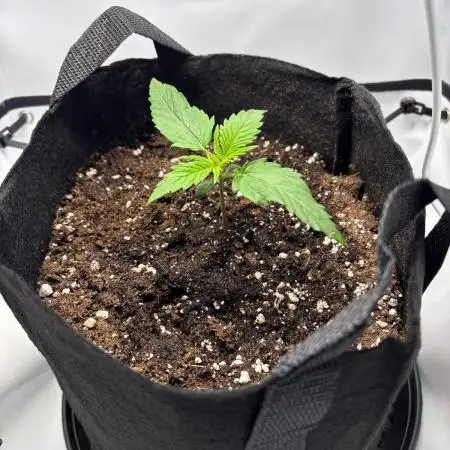 Super Boof Auto