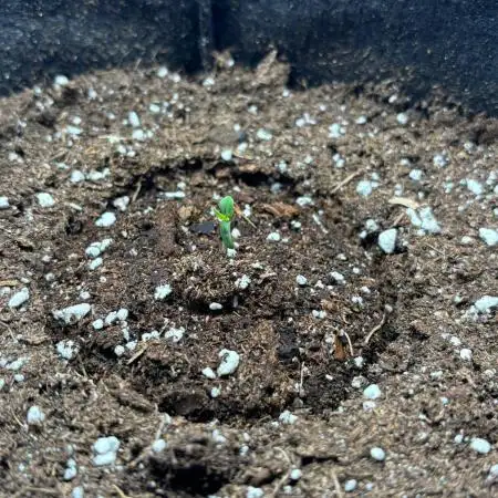 Super Boof Auto