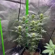 Cookies Big Z & Power Plant Run