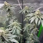 Cookies Big Z & Power Plant Run