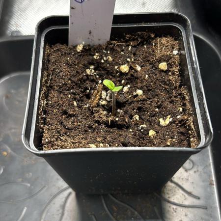 V Grow Run mit der Big Z von Cookies