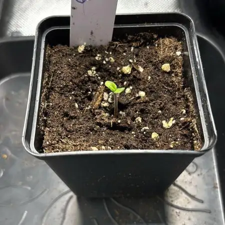 V Grow Run mit der Big Z von Cookies