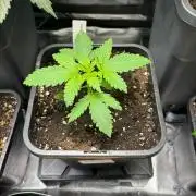 Experiment Sweet Seeds Green Poison