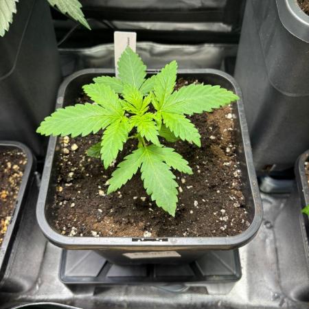 Experiment Sweet Seeds Green Poison