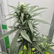 Experiment Sweet Seeds Green Poison
