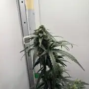 Experiment Sweet Seeds Green Poison