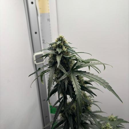 Experiment Sweet Seeds Green Poison