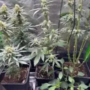 Experiment Sweet Seeds Green Poison