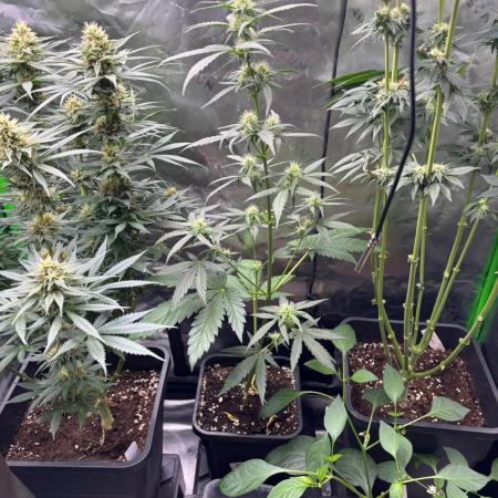 Experiment Sweet Seeds Green Poison