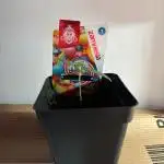 Wurlz F1 Automatic im Micro Grow